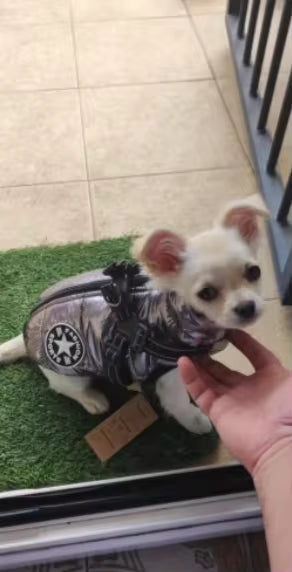 Waterproof Winter Dog Jacket with Built-In Harness
