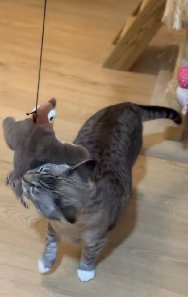 Interactive Bird Cat Toy with Catnip