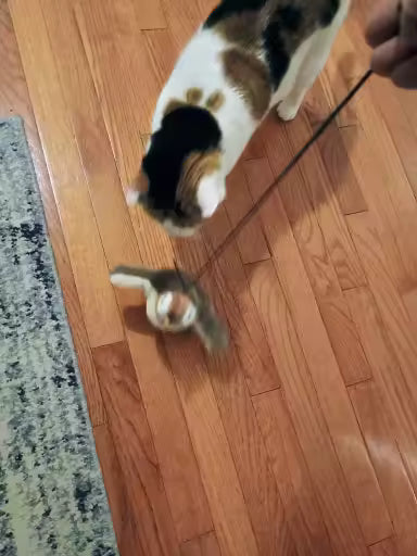 Interactive Bird Cat Toy with Catnip