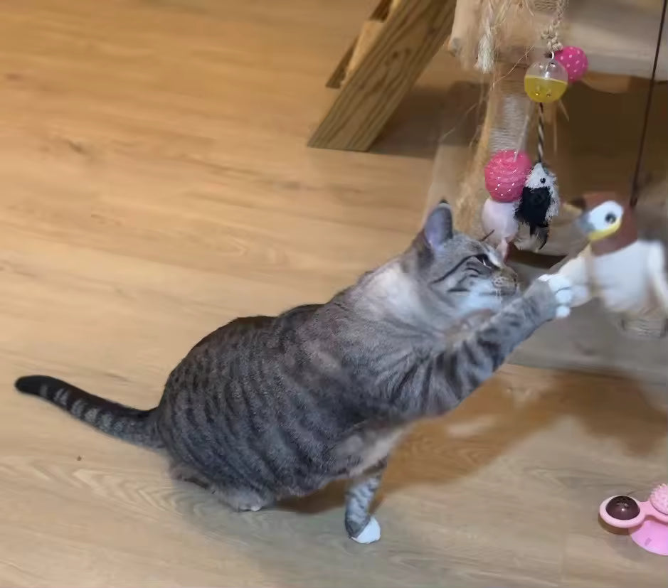 Interactive Bird Cat Toy with Catnip