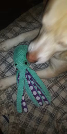 Plush Octopus Squeaky Toy for Dogs