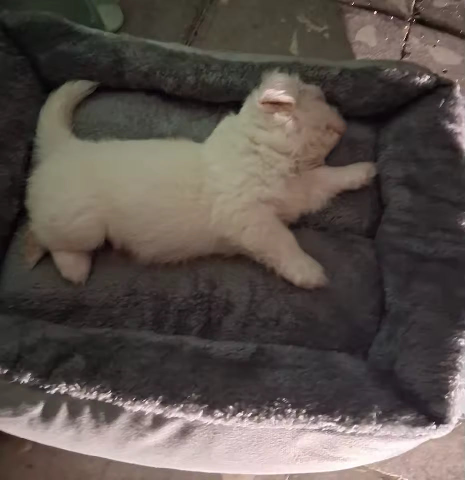 Cozy Plush Pet Bed for Cats & Small Dogs