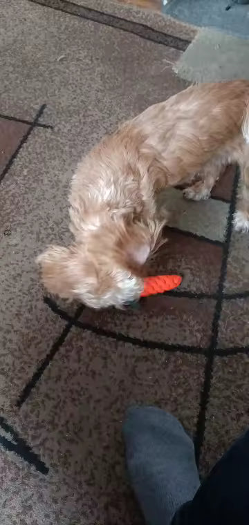 Carrot Rope Chew Toy for Dogs & Puppies