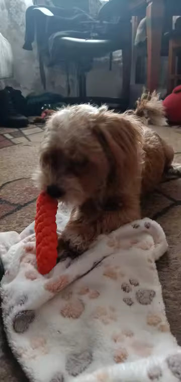 Carrot Rope Chew Toy for Dogs & Puppies