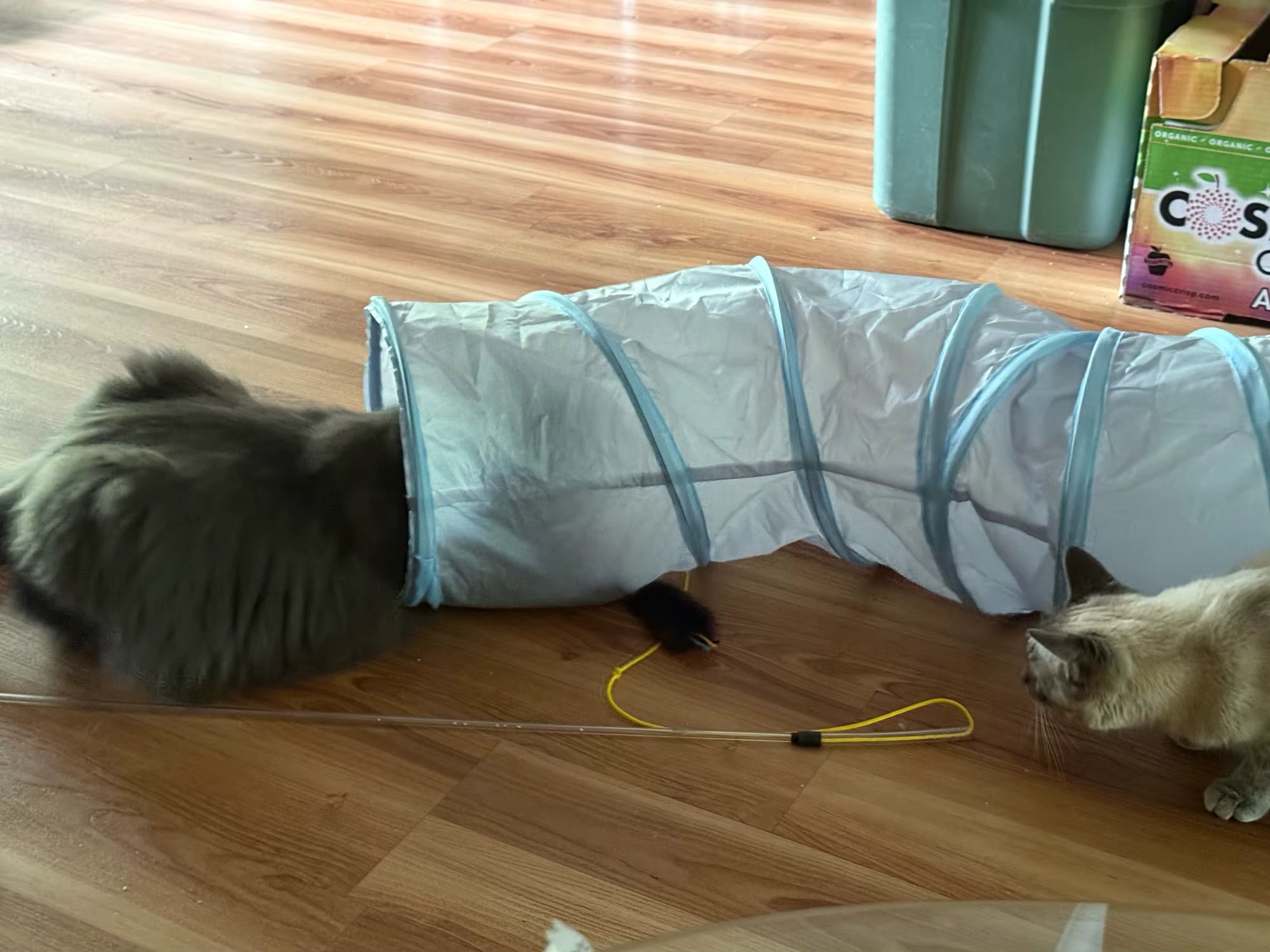 Foldable Cat Tunnel Play Toy for Indoor Cats