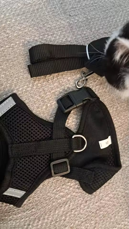 Adjustable Mesh Dog Harness & Walking Leash Set