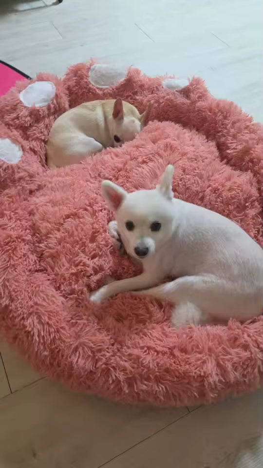 Ultra-Soft Fluffy Dog Bed