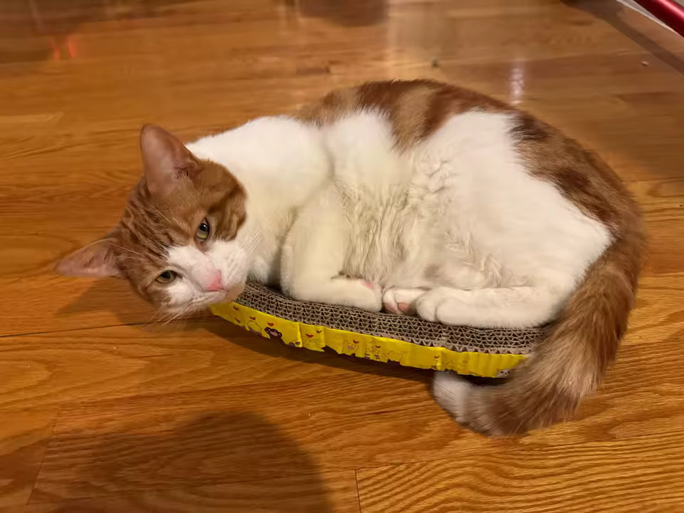 Oval Cat Scratching Board & Lounger