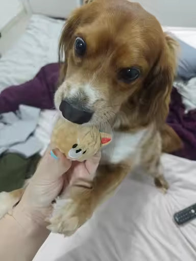 Spiked Squeaky Puppy Ball Toy for Teeth Cleaning