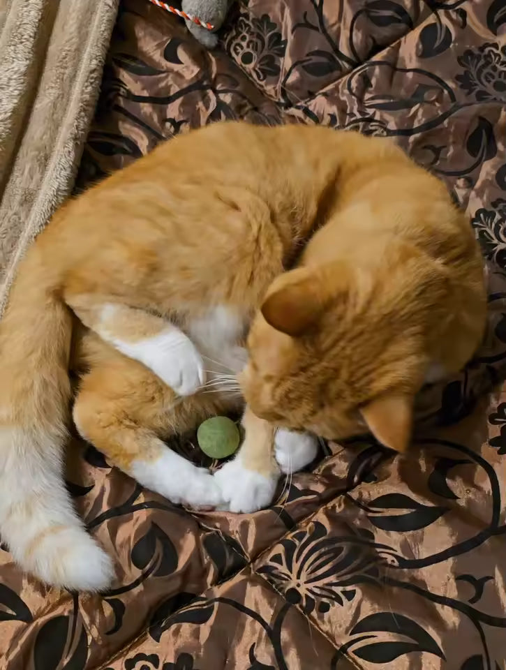 Edible Mint Catnip Ball Toy for Cats