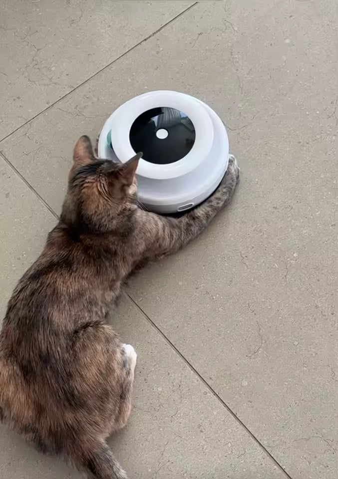 2-in-1 Automatic Interactive Cat Toy Set with Feather & Fun Ball