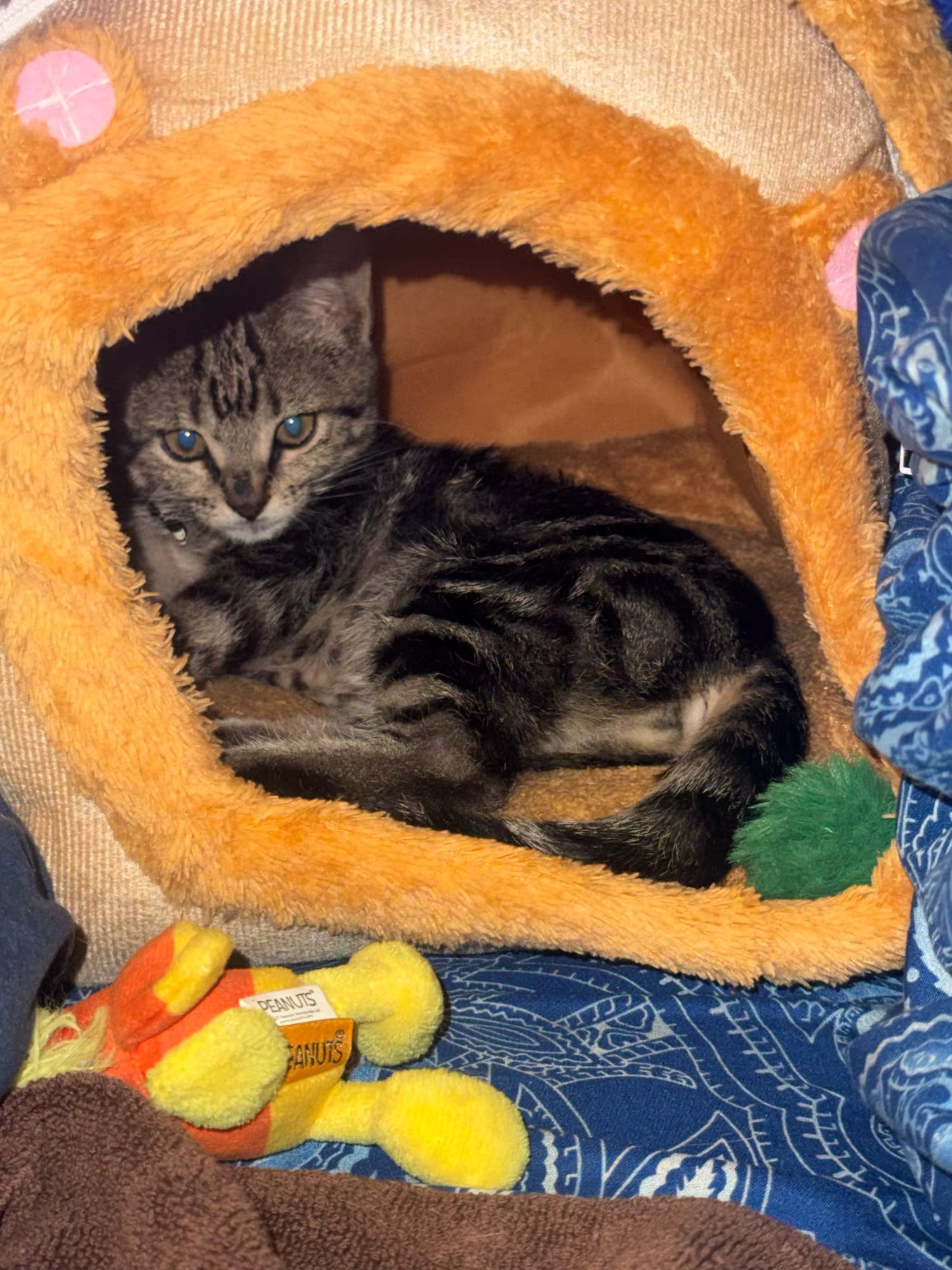 Foldable Cozy Pet House with Removable Cushion