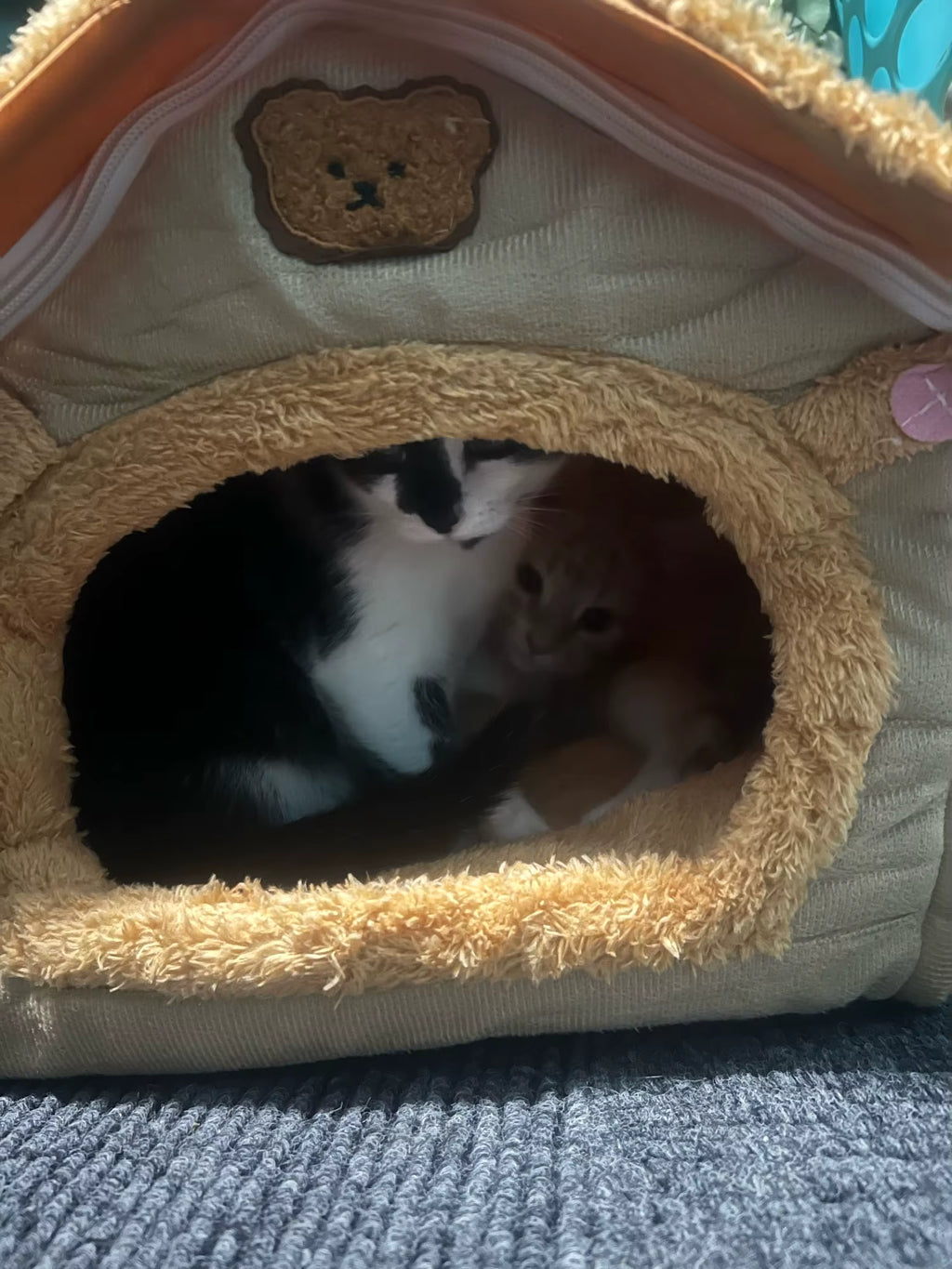 Foldable Cozy Pet House with Removable Cushion