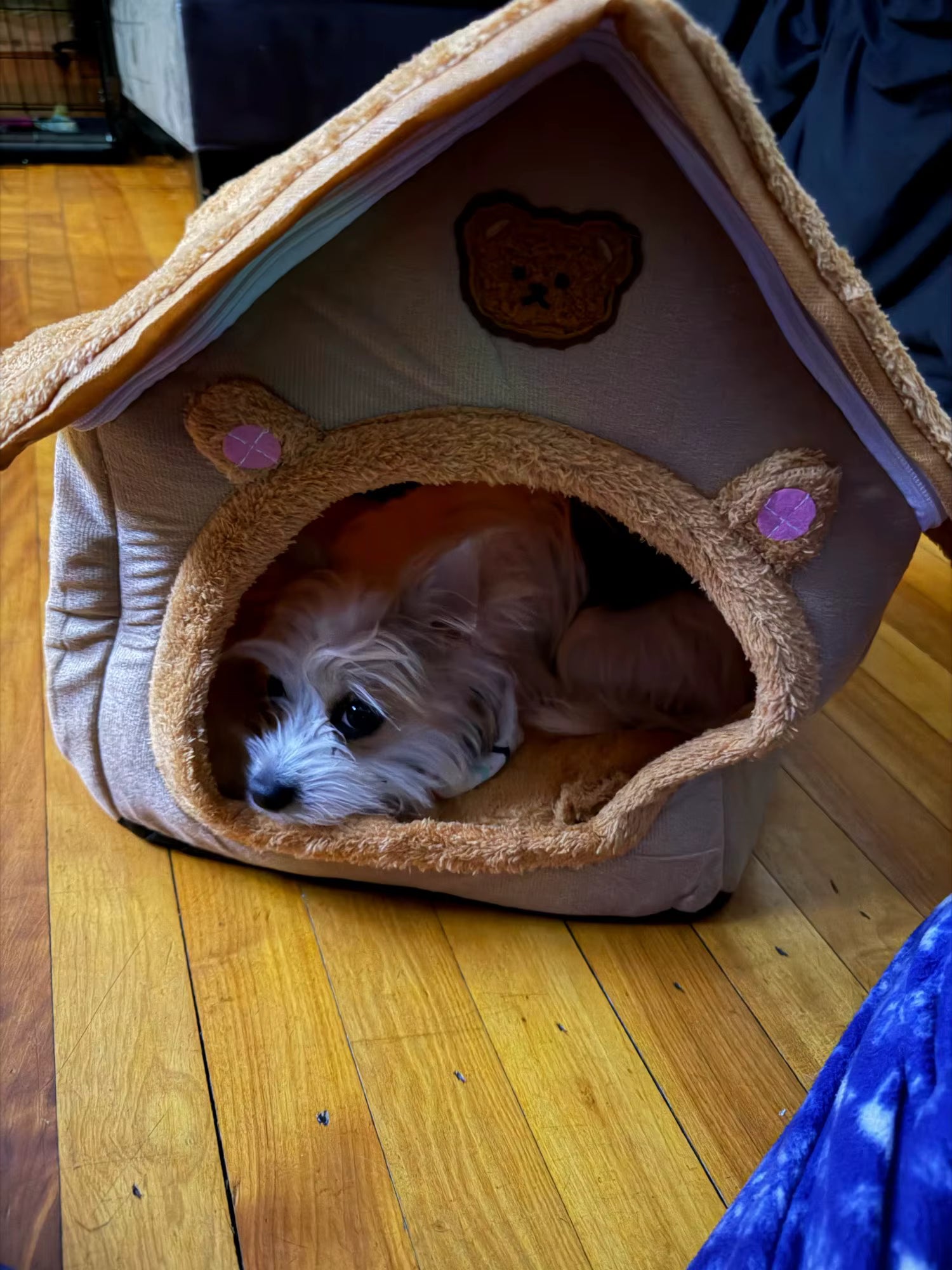 Foldable Cozy Pet House with Removable Cushion
