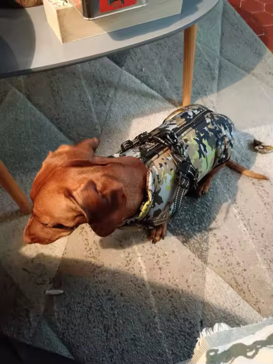 Waterproof Winter Dog Jacket with Built-In Harness