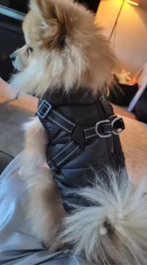Waterproof Winter Dog Jacket with Built-In Harness
